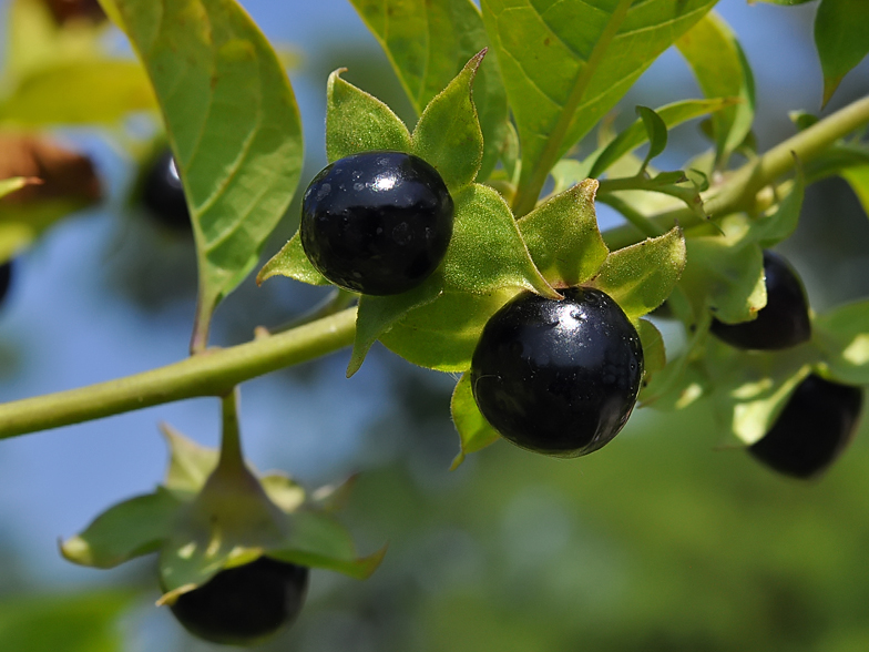 Atropa belladonna