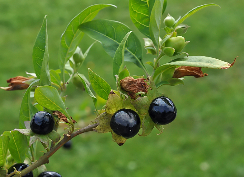 Atropa belladonna