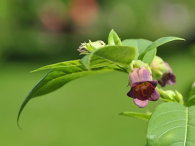 Atropa belladonna