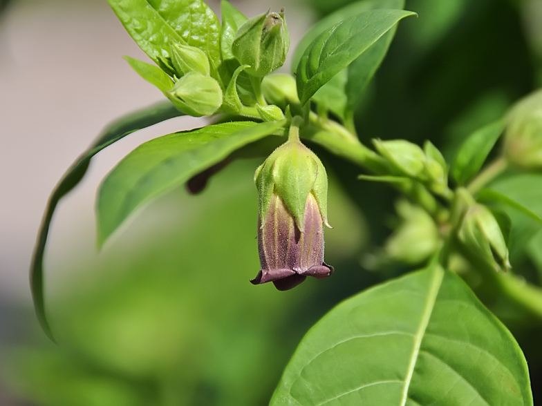 Atropa belladonna