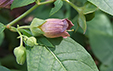 Atropa belladonna