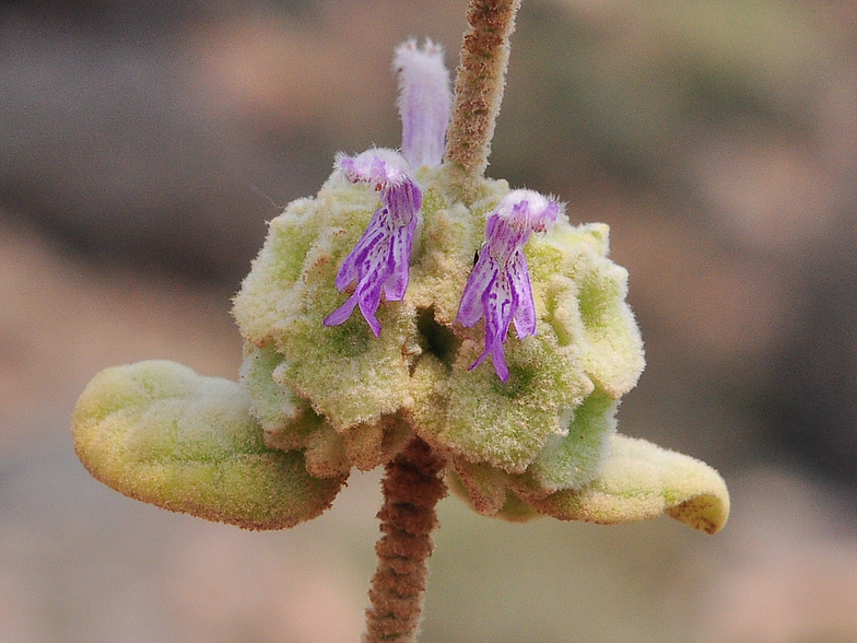 Ballota pseudodictamnus