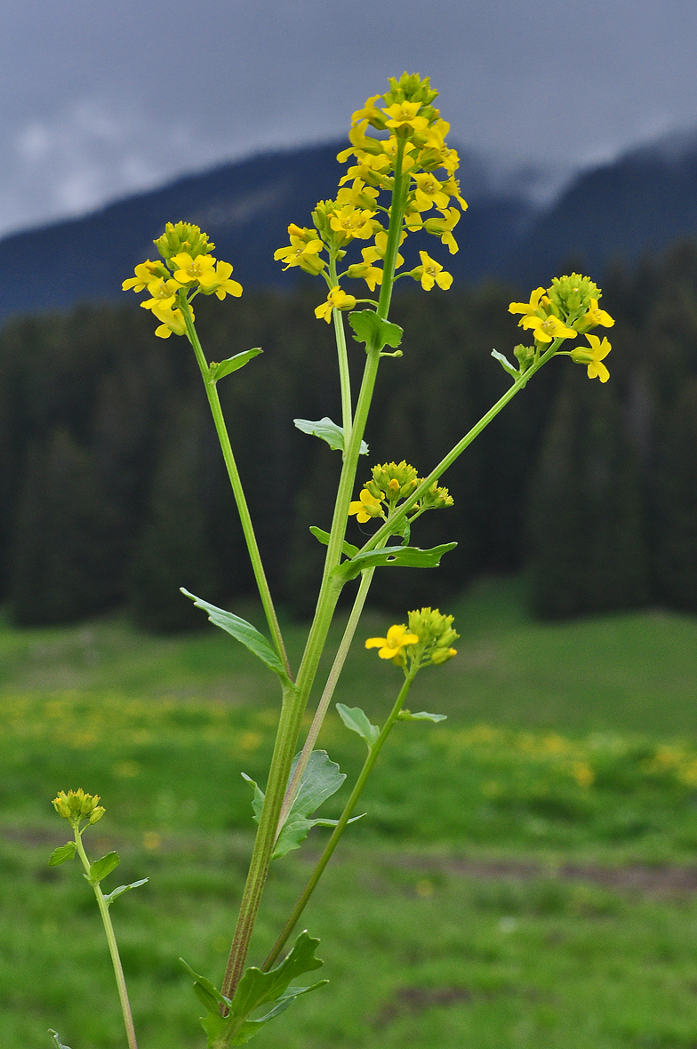 Barbarea vulgaris