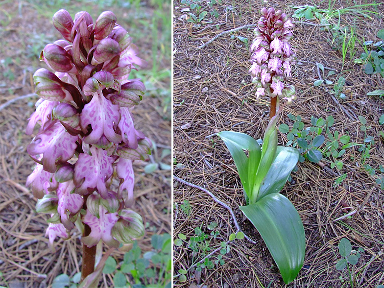 Himantoglossum robertianum