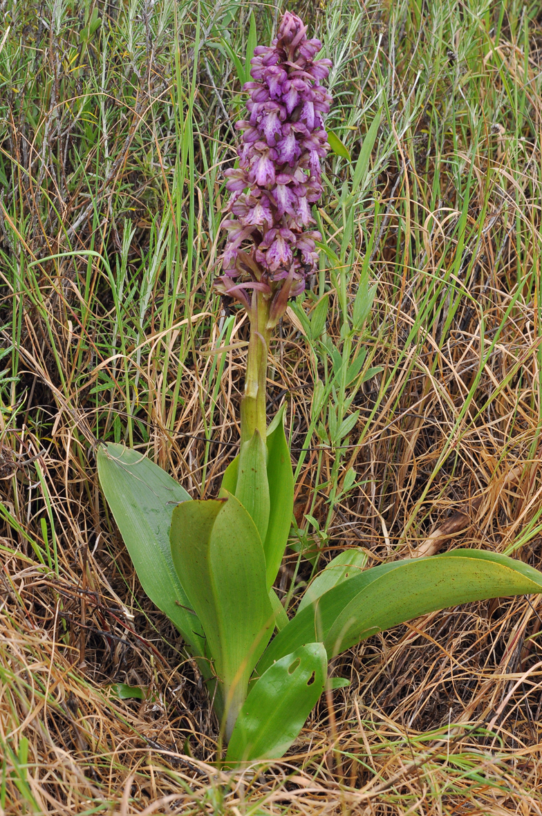 Himantoglossum robertianum