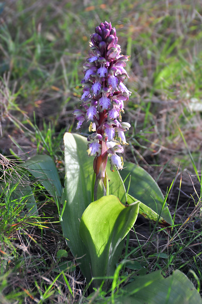 Barlia robertiana