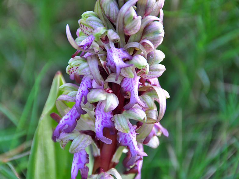 Barlia robertiana