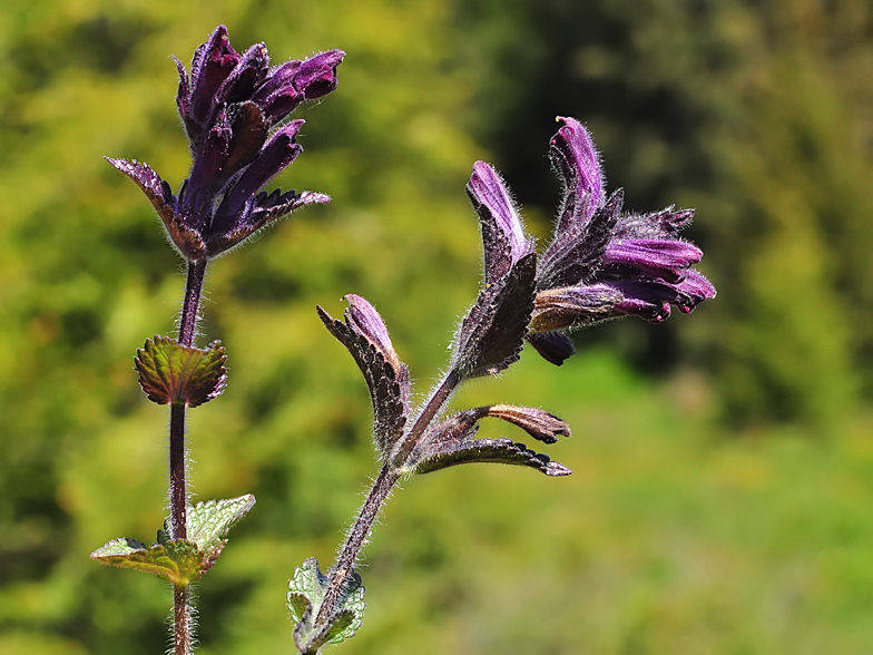 Bartsia alpina