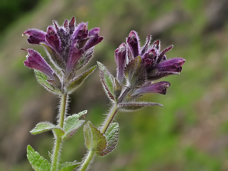 Bartsia alpina