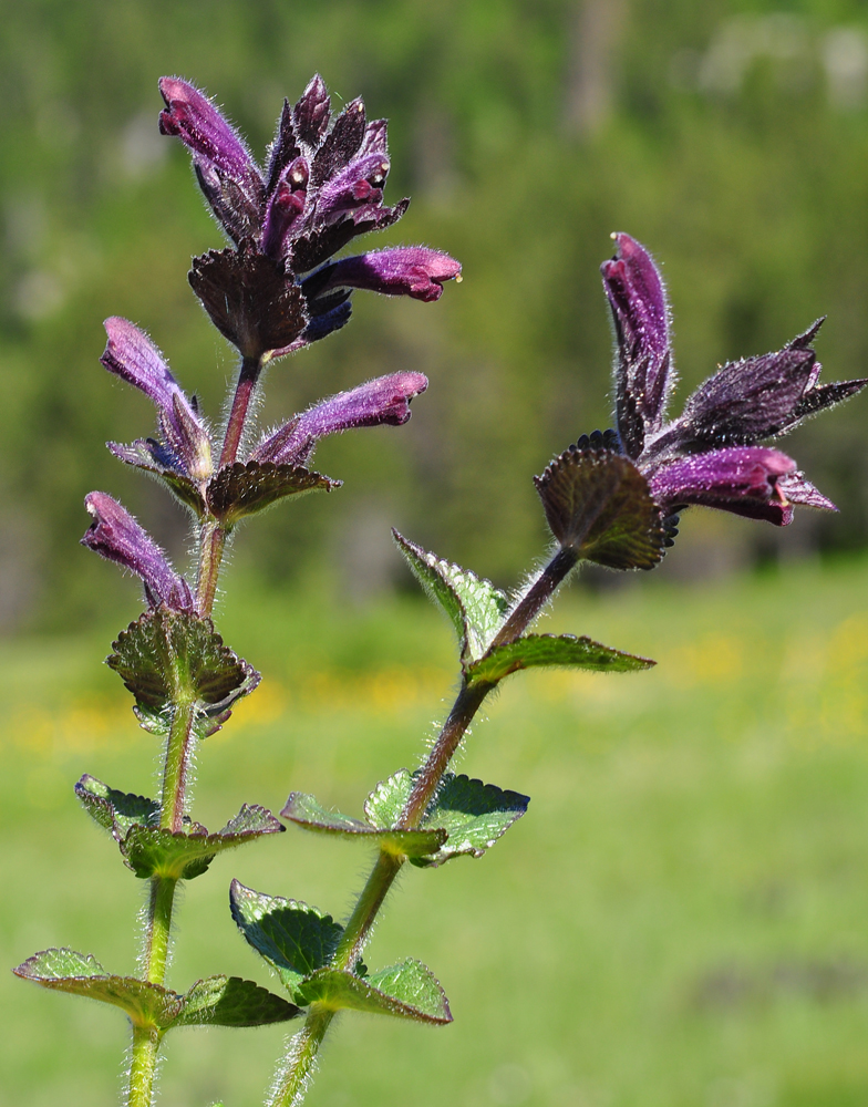 Bartsia alpina