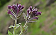 Bartsia alpina