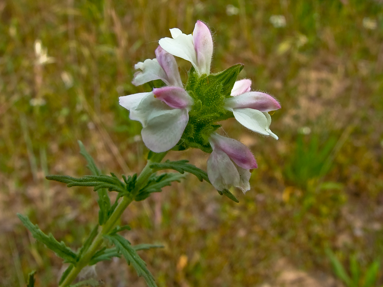 Bellardia trixago