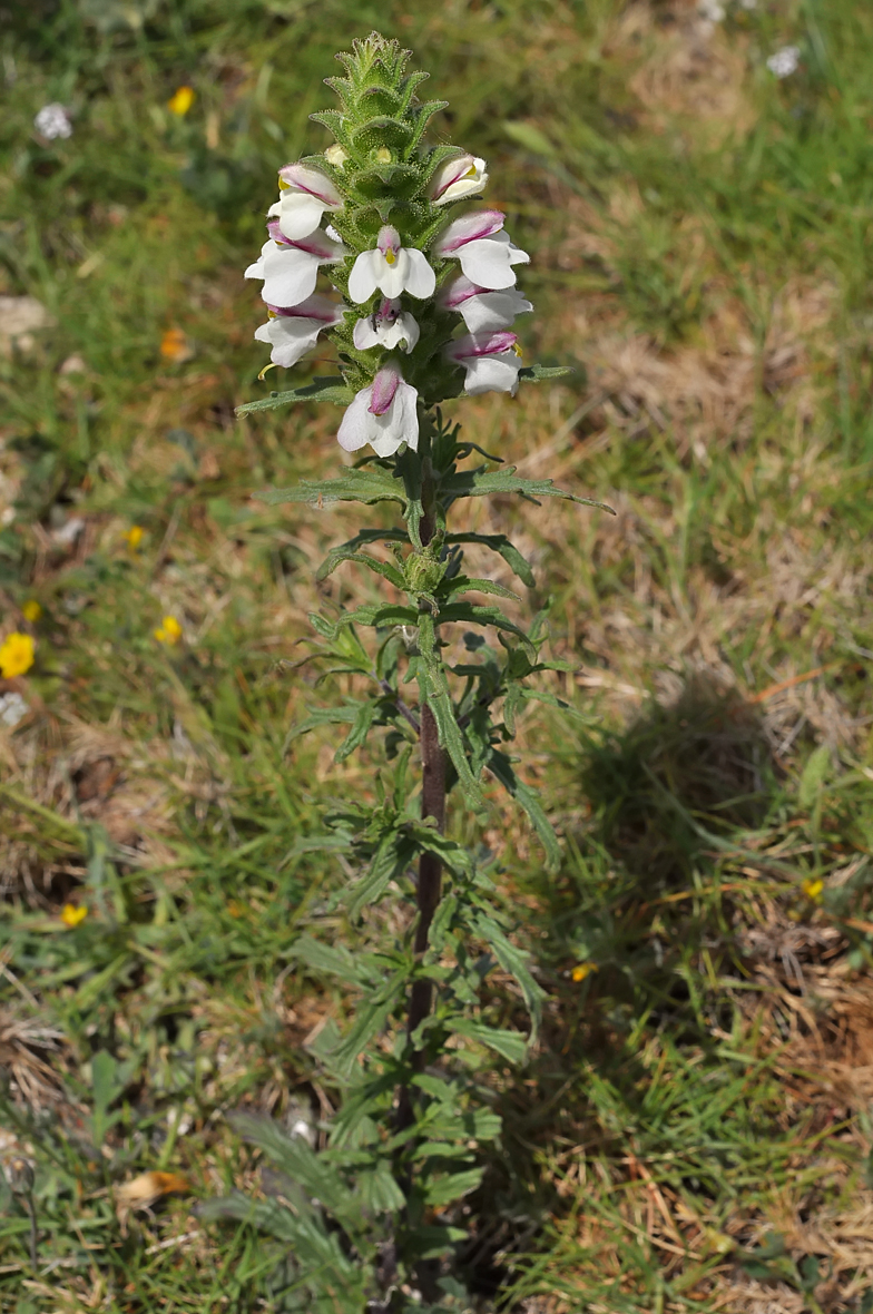 Bellardia trixago