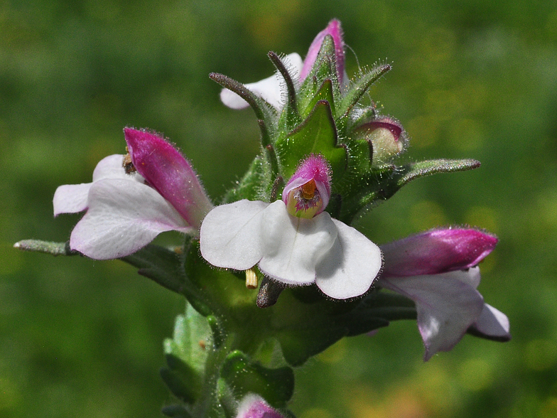 Bellardia trixago