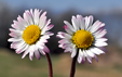 Bellis perennis