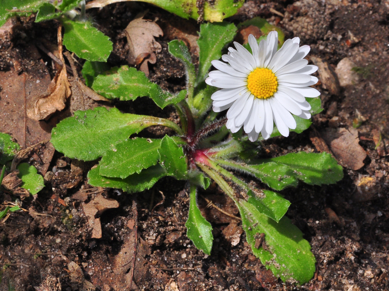 Bellis sylvestris