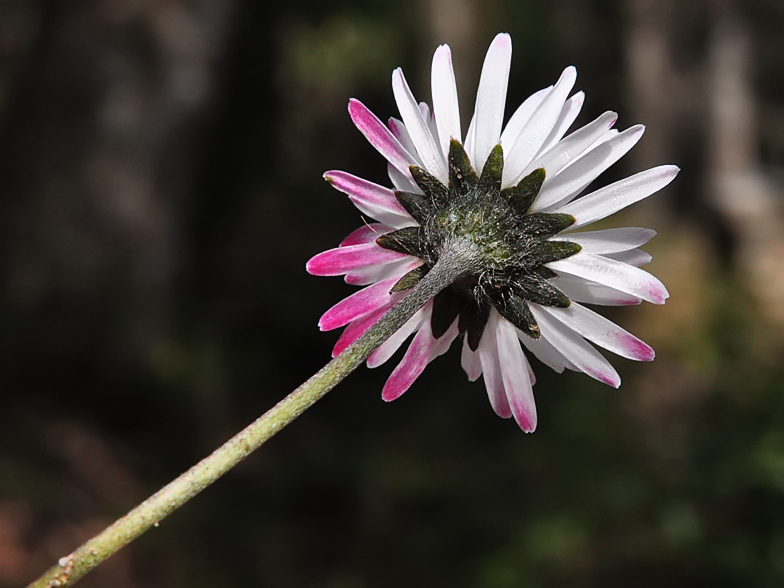 Bellis sylvestris