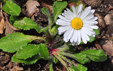 Bellis sylvestris