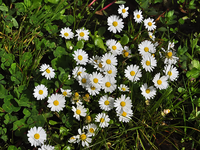 Bellium bellidioides