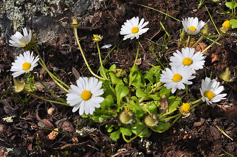 Bellium bellidioides