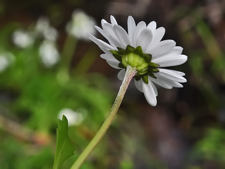 Bellium bellidioides