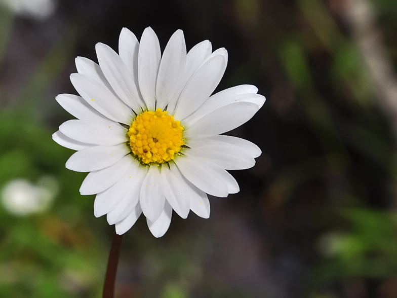 Bellium bellidioides