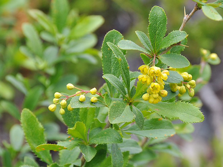 Berberis vulgaris