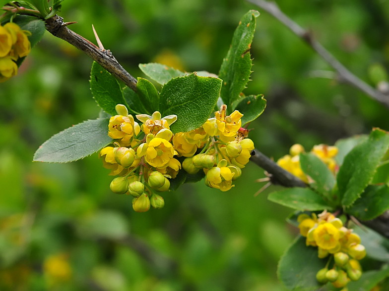 Berberis vulgaris