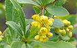 Berberis vulgaris