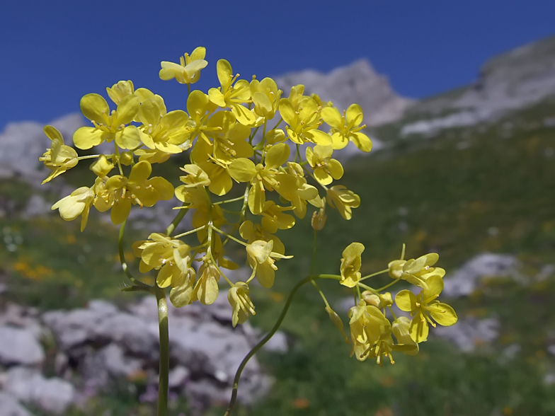 Biscutella laevigata