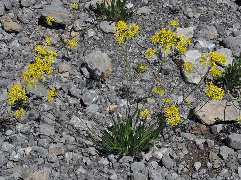 Biscutella laevigata