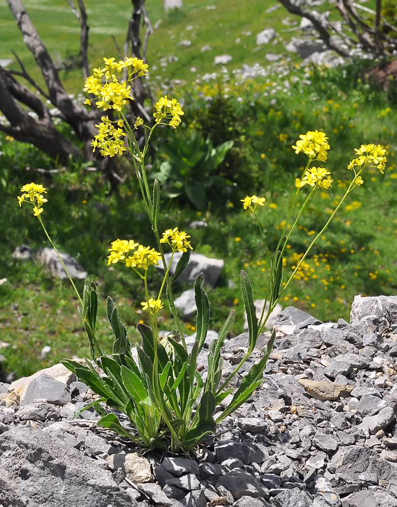 Biscutella laevigata