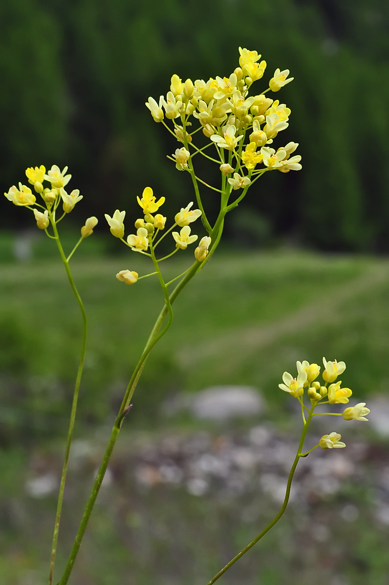 Biscutella laevigata