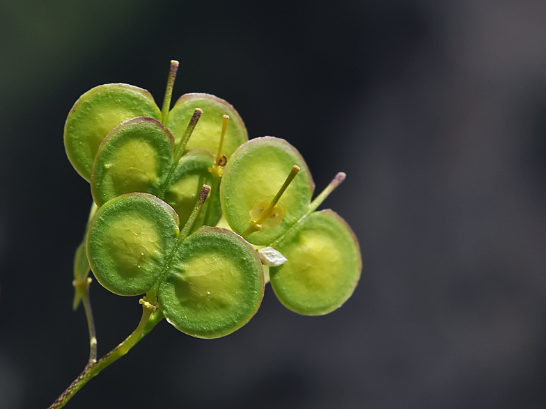 Biscutella laevigata