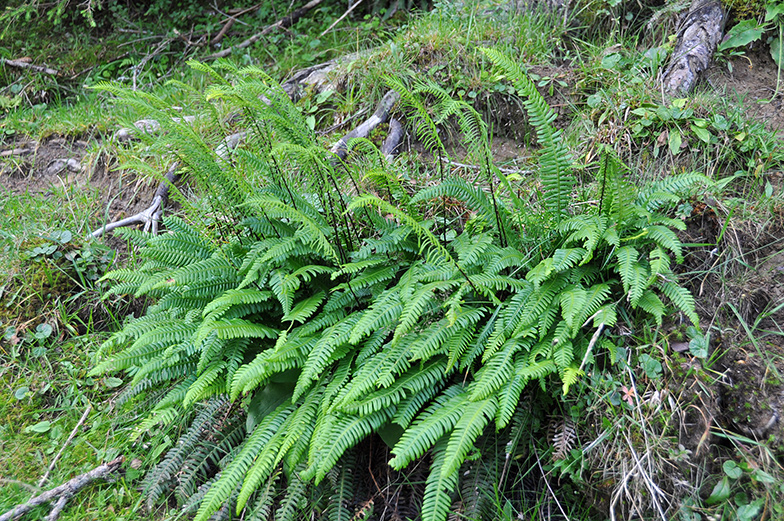 Blechnum spicant