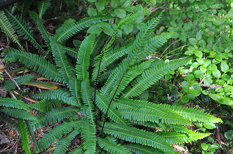 Blechnum spicant