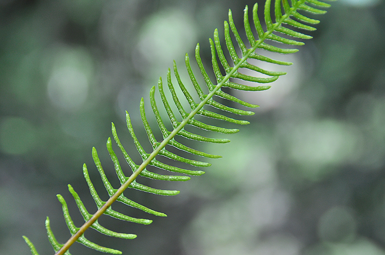 Blechnum spicant