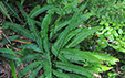 Blechnum spicant