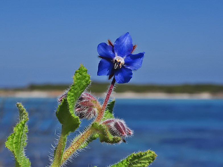 Borrago officinalis