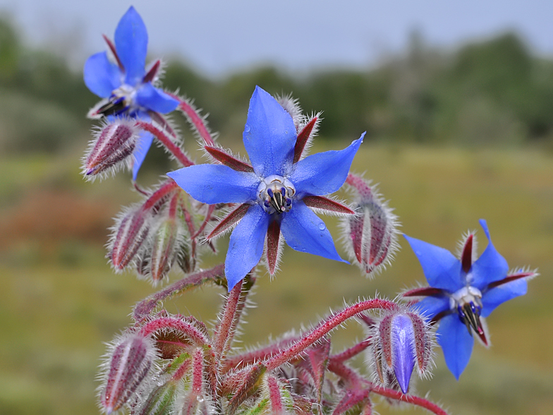 Borrago officinalis