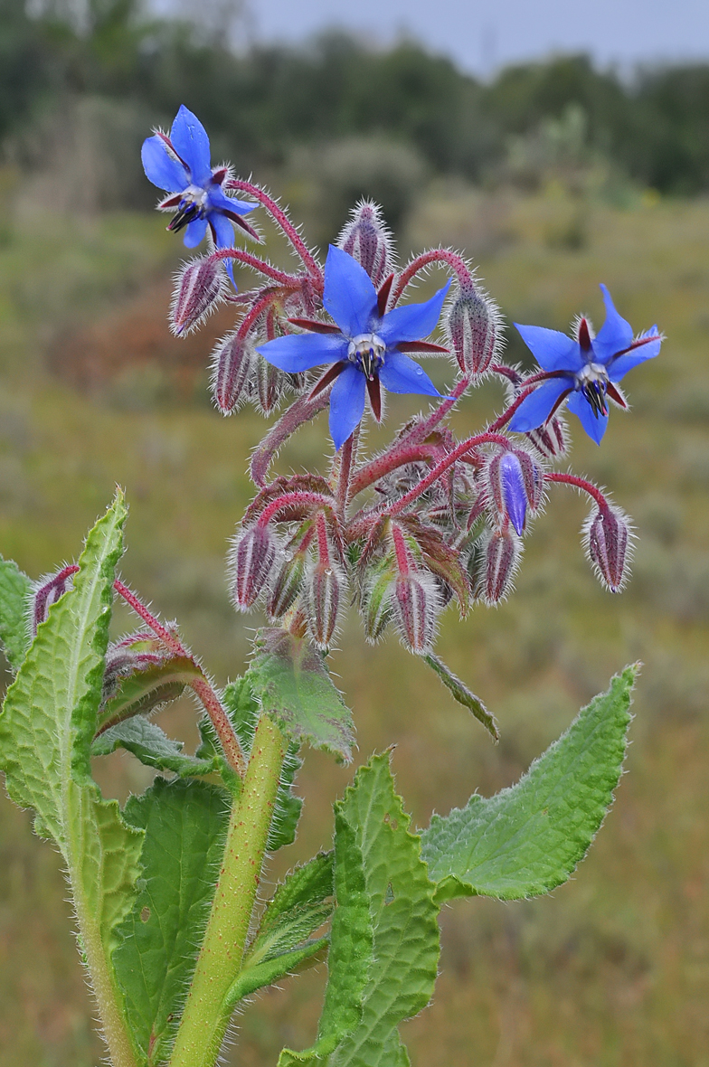 Borrago officinalis