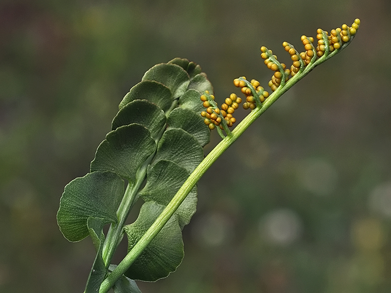 Botrychium lunaria