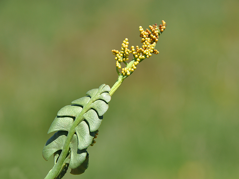 Botrychium lunaria