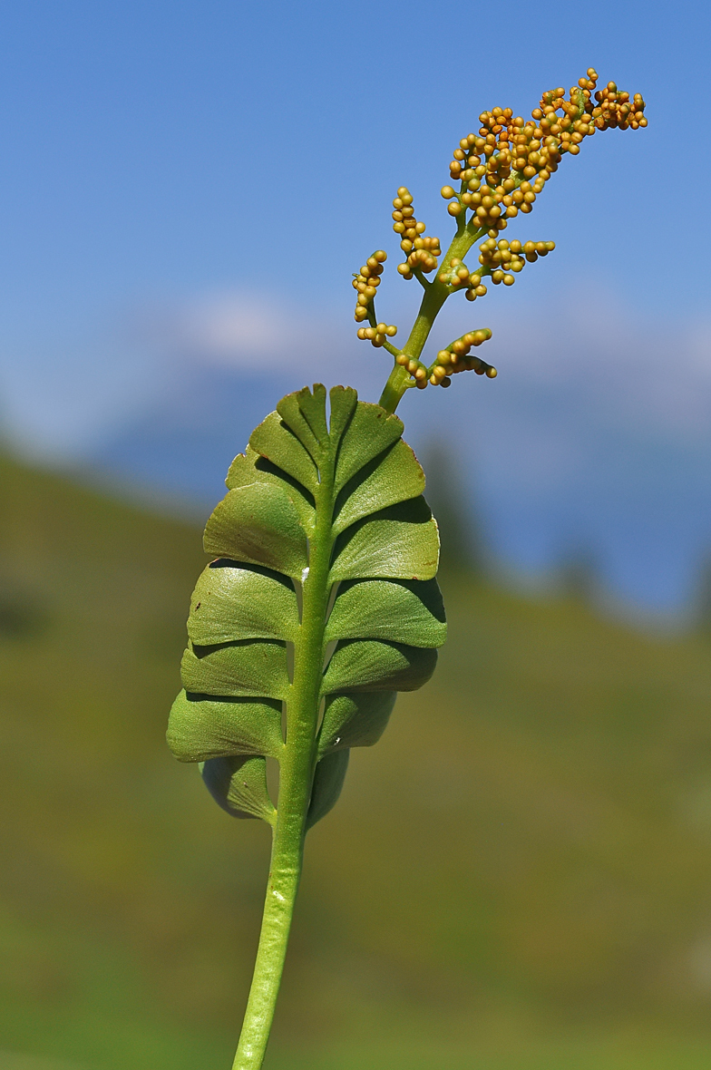 Botrychium lunaria