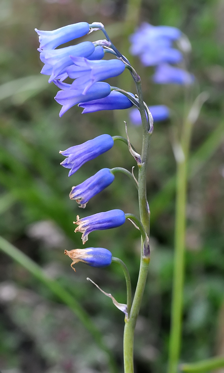 Brimeura amethystina