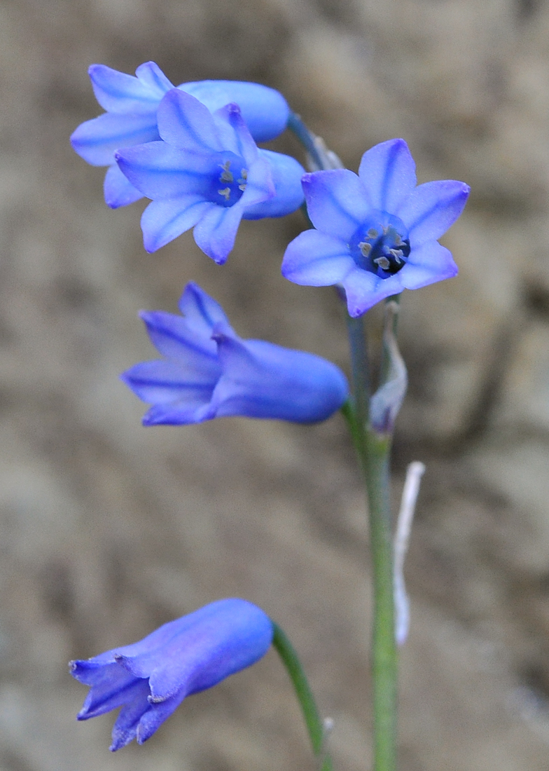 Brimeura amethystina