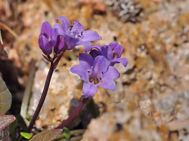 Brimeura fastigiata