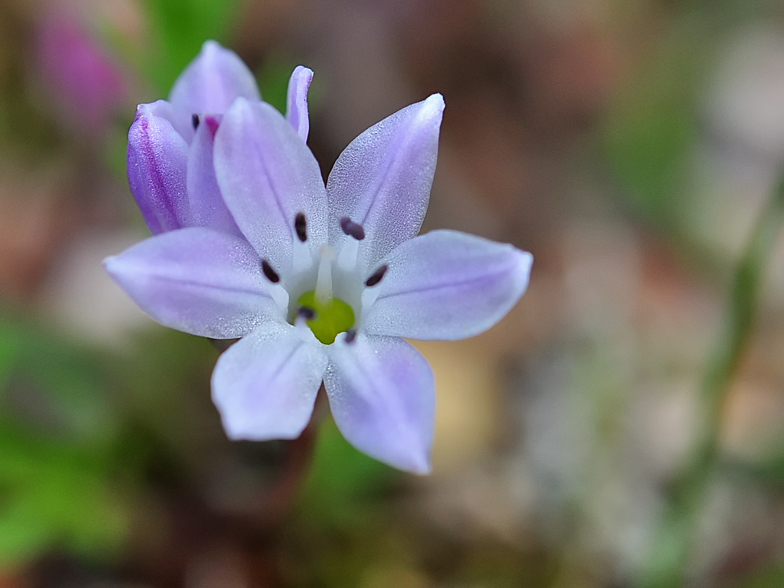 Brimeura fastigiata