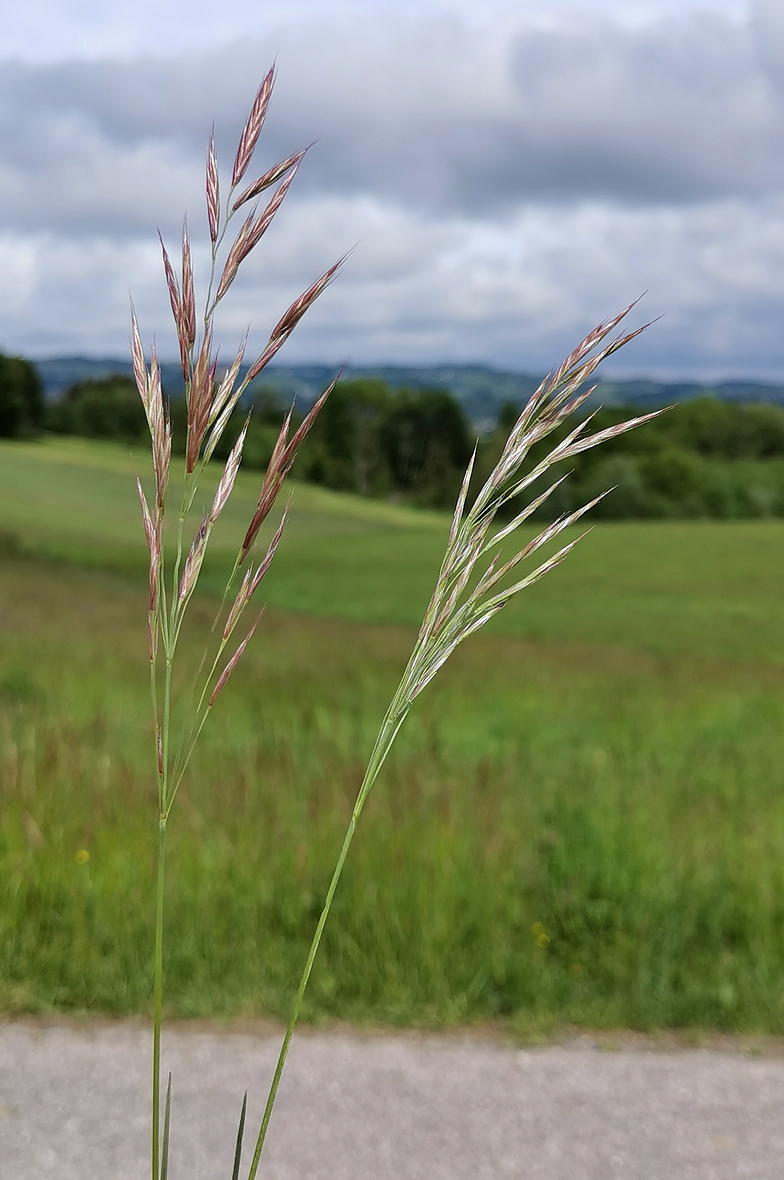 Bromus erectus