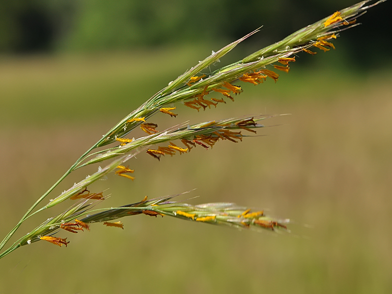 Bromus erectus